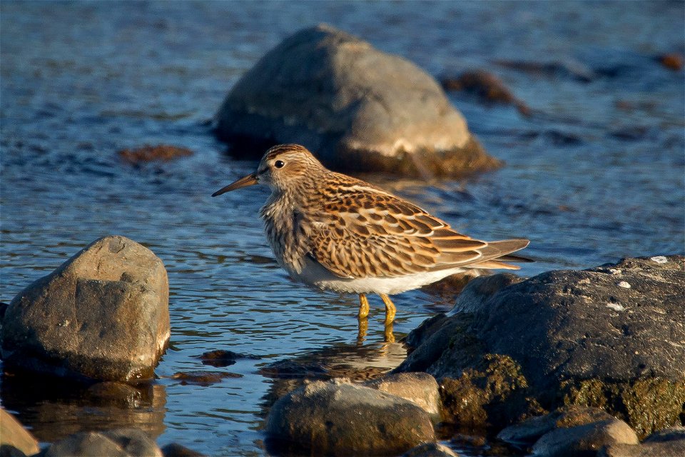 Pectoral Sandpiper

You are free to use this image with the following photo credit: Peter Pearsall/U.S. Fish and Wildlife Service