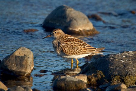 Pectoral Sandpiper You are free to use this image with the following photo credit: Peter Pearsall/U.S. Fish and Wildlife Service photo