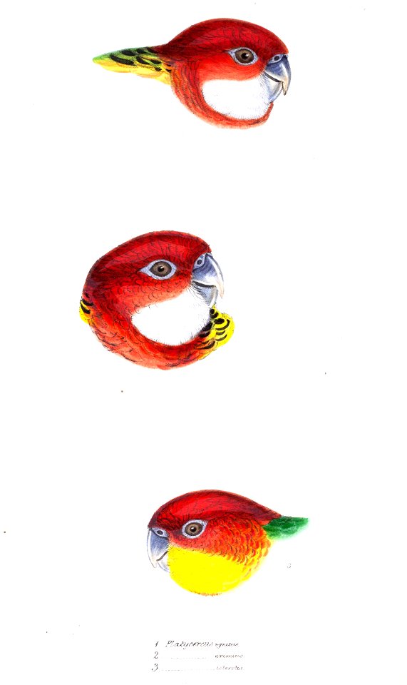 Head details in three examples of genus Platycercus, the rosellas