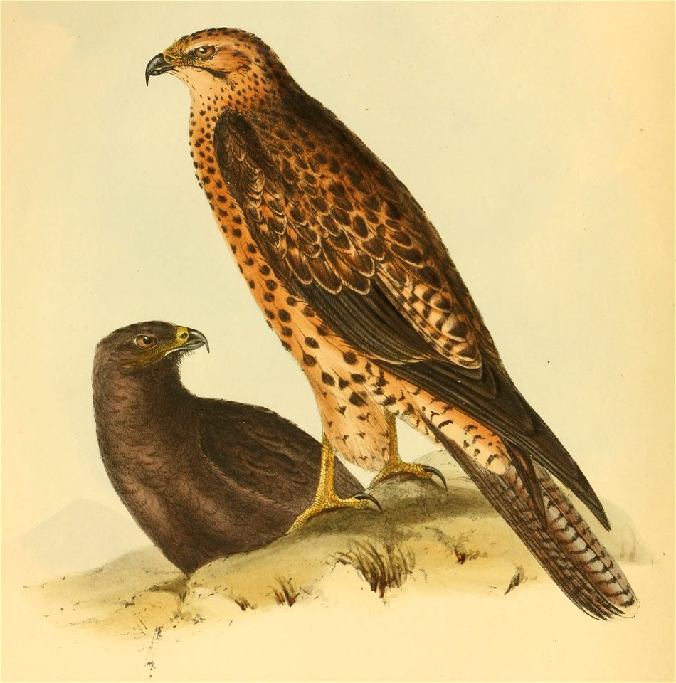 Buteo galapagoensis (Original description: Craxirex galapagoensis hier steht: Buteo galapagoensis (Gould, 1837). [CD 3297]. Z. pp. 23-25: Craxirex galapagoensis  Gould. Syntype  Polyborus galapagoensi