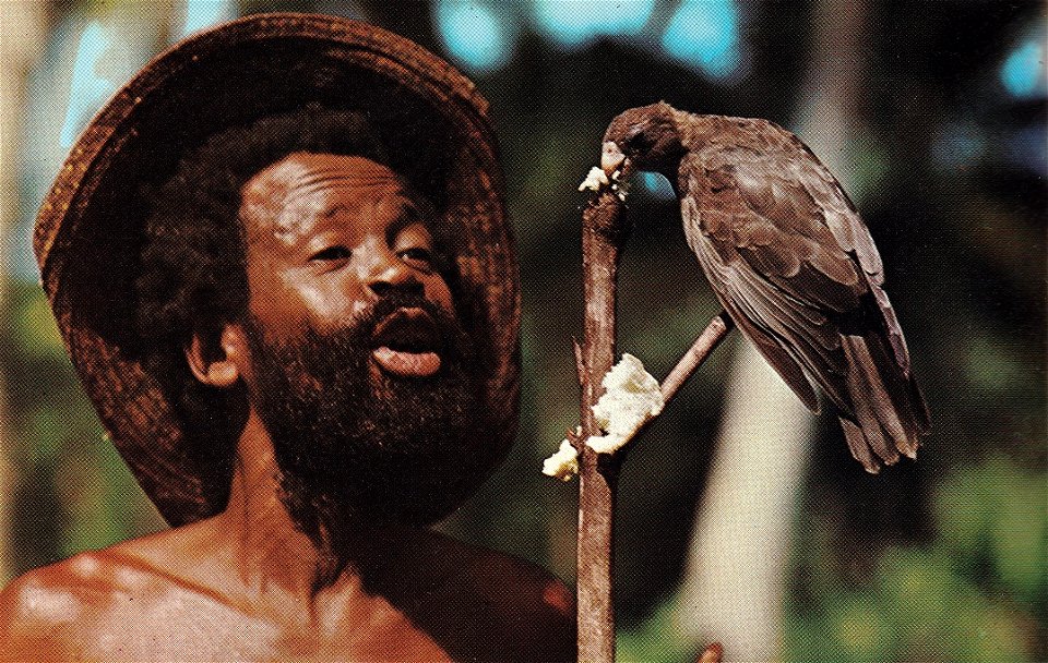 Unique bonds bind this black parrot (Coracopsis nigra) with its human friend. During the day, the bird ranges freely in the forests of Praslin but every night it comes in to roost on its friend's bed.