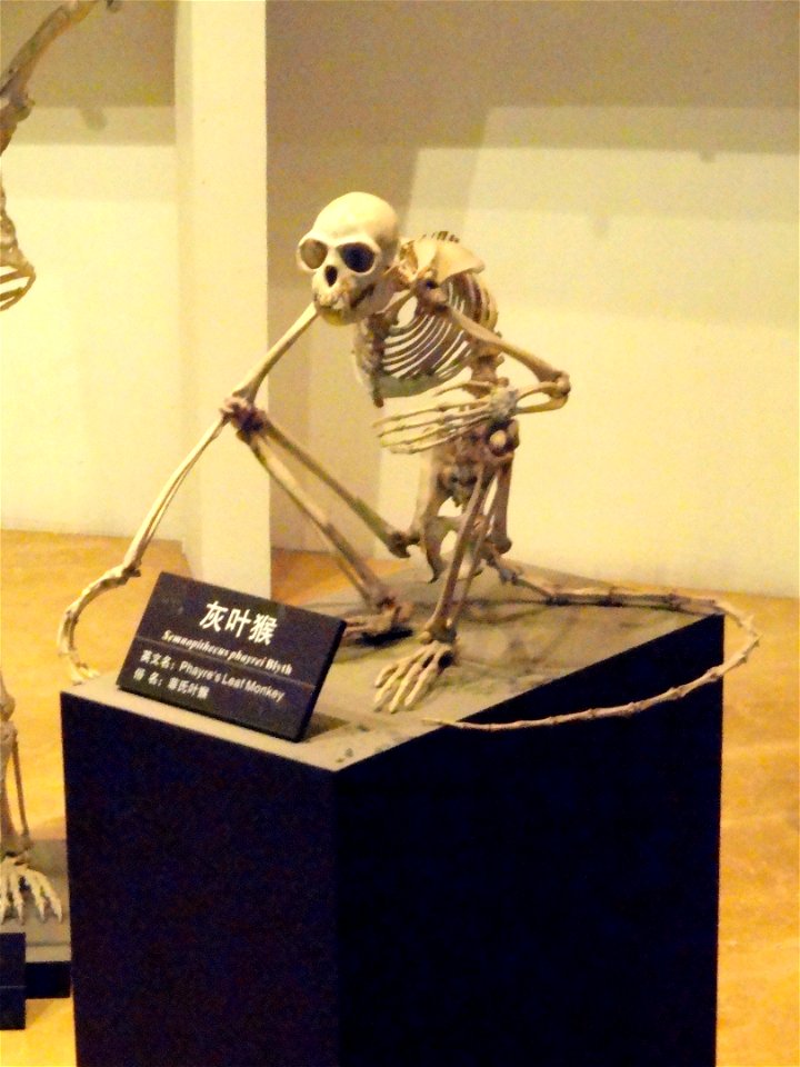 Skeleton exhibit in the Kunming Natural History Museum of Zoology (昆明动物博物馆), Kunming, Yunnan, China.