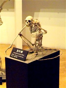 Skeleton exhibit in the Kunming Natural History Museum of Zoology (昆明动物博物馆), Kunming, Yunnan, China.
