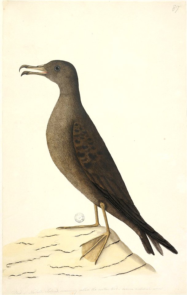 f.97  Wedge-Tailed Shearwater  [Puffinis Pacificus]