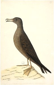 f.97 Wedge-Tailed Shearwater [Puffinis Pacificus] photo