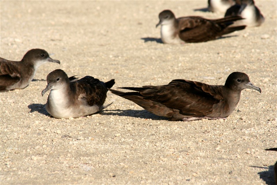 Wedge-tailed Shearwater Puffinus pacificus colour morphs, pale on left, dark on right. Tern Island, Northwest Hawaiian Islands