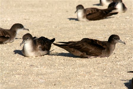 Wedge-tailed Shearwater Puffinus pacificus colour morphs, pale on left, dark on right. Tern Island, Northwest Hawaiian Islands photo