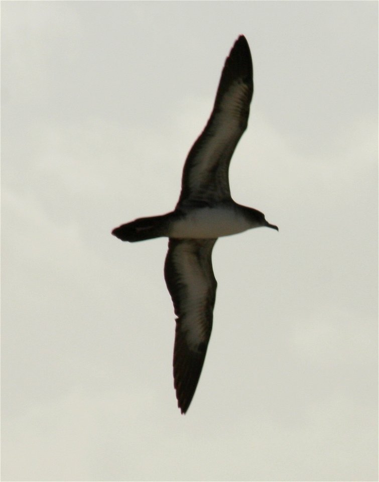 Wedge-tailed Shearwater (Puffinus pacificus) classic profile in flight photo