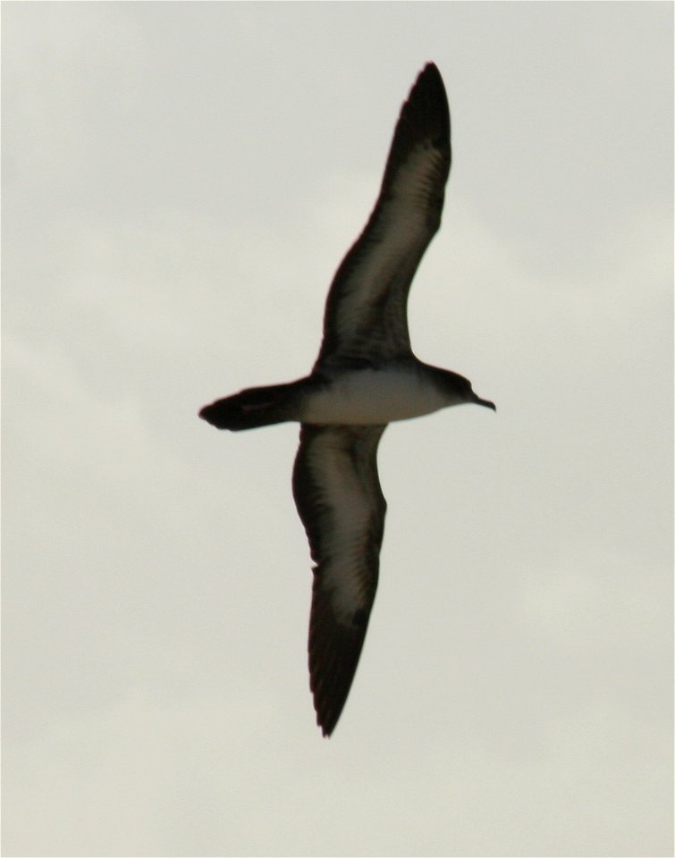 Wedge-tailed Shearwater (Puffinus pacificus) classic profile in flight ...