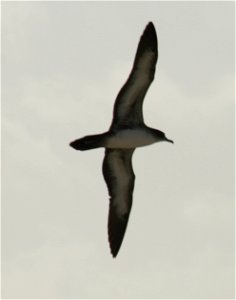 Wedge-tailed Shearwater (Puffinus pacificus) classic profile in flight photo