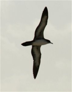 Wedge-tailed Shearwater (Puffinus pacificus) classic profile in flight