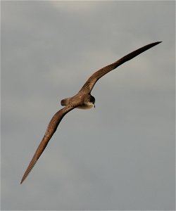 Wedge-tailed Shearwater (Puffinus pacificus) in flight. photo