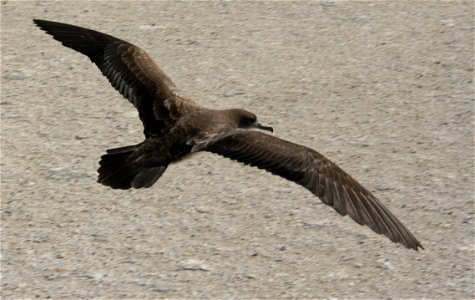 Wedge-tailed Shearwater (Puffinus pacificus) in flight.