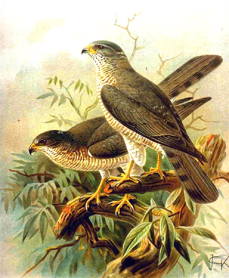 Accipiter brevipes

 Kurzfangsperber