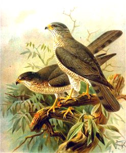 Accipiter brevipes

 Kurzfangsperber