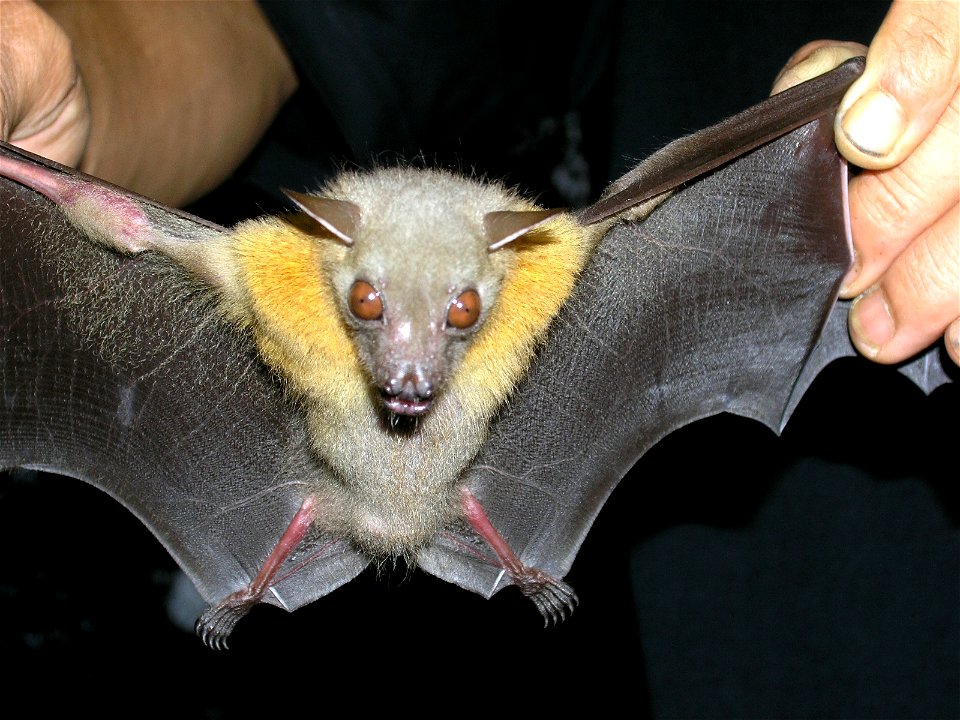 Cynopterus brachyotis in the Philippines