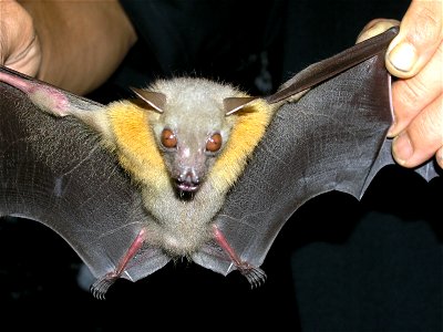 Cynopterus brachyotis in the Philippines