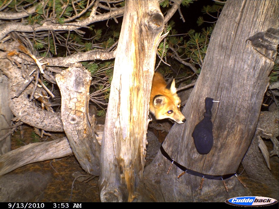 In a photo taken September 13, 2010 at around 4 a.m., a Sierra Nevada red fox looks up at bait-filled sock attached to a tree, triggering an remote infrared camera to take its picture.  Branches surro