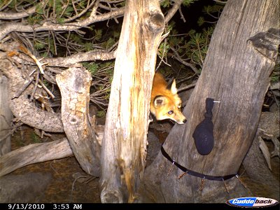 In a photo taken September 13, 2010 at around 4 a.m., a Sierra Nevada red fox looks up at bait-filled sock attached to a tree, triggering an remote infrared camera to take its picture. Branches surro photo