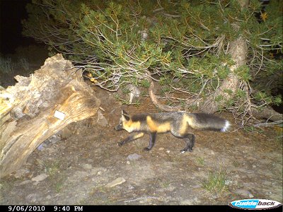 Photo taken September 6, 2010 at 9:40 p.m. of a Sierra Nevada red fox near brush and rocks at night on the Stanislaus National Forest.  A marker to identify the exact location of the camera set is vis