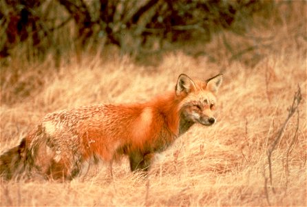 The Sierra Nevada red fox, one of 10 subspecies of red fox in North America, occurs in two small and isolated populations in the Sierra Nevada mountains of California. It is currently being consider photo