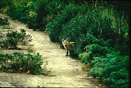 (Vulpes vulpes necator) in California. The Fish and Wildlife Service is considering the Sierra Nevada red fox for endangered species protections. Currently the Sierra Nevada red fox’s distribution is photo