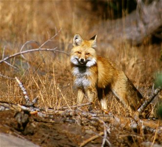 A Sierra Nevada red fox: This red fox, photographed in 2002, was part of a study in Lassen Volcanic National Park.  Note the white round plastic tag in the animal’s right ear. (from: Yosemite National