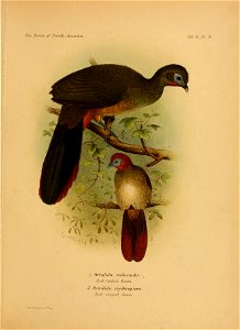 Tke Birds of SouOv AmericcL 
Vol. U. FL. 9. 
1. Oriahjdba ru/lccmiLcu. 
Red - taJleuL Gr rari . 
2. Ortah'/Jfi erjthropLera 
U.(1 VI -III (jfil GiLun . 

Bale Sr Daiiielssrm.L'*'iinp