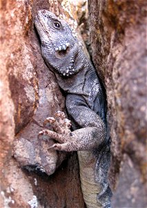 The chuckwalla (Sauromalus obesus) can reach lengths of up to 16 inches. Surprisingly, this large lizard feeds primarily on a diet of leaves, buds, flowers, and fruits. Preferred habitat for this larg