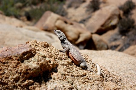 Chuckwalla (Sauromalus ater), Joshua Tree National Park. NPS/Stacy Manson photo