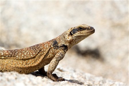 Chuckwalla (Sauromalus ater), Joshua Tree National Park. NPS/Brad Sutton photo