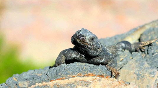 Image title: Chuckwalla lizard sauromalus obesus Image from Public domain images website, http://www.public-domain-image.com/full-image/fauna-animals-public-domain-images-pictures/reptiles-and-amphibi photo