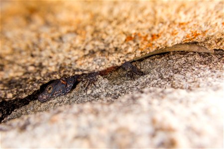 Chuckwalla (Sauromalus ater) wedged in a rock crevice, Joshua Tree National Park. NPS/Brad Sutton