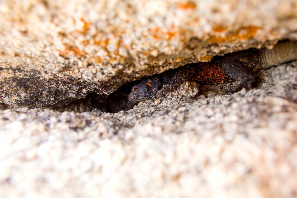 Chuckwalla (Sauromalus ater) wedged in a rock crevice, Joshua Tree National Park. NPS/Brad Sutton