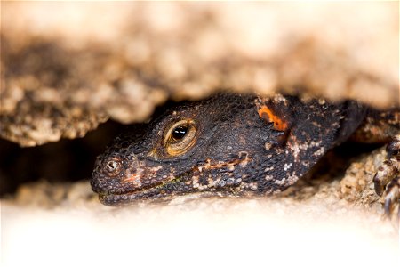 Chuckwalla (Sauromalus ater) wedged in a rock crevice Joshua Tree National Park. NPS/Brad Sutton photo