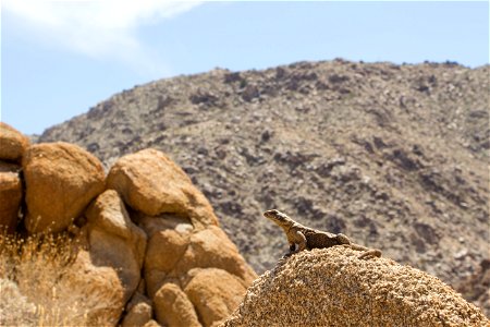 Chuckwalla sunning itself, Joshua Tree National Park. NPS/Brad Sutton photo