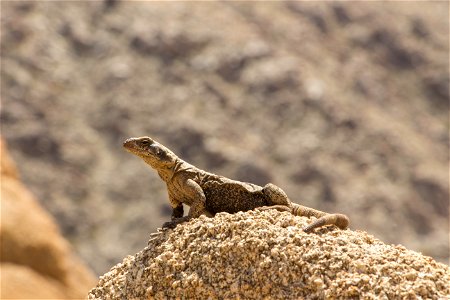 Chuckwalla sunning itself, Joshua Tree National Park. NPS/Brad Sutton photo