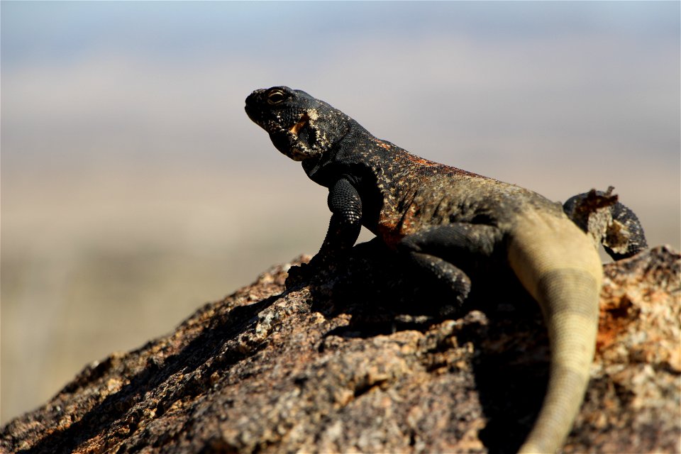 Common Chuckwalla, Joshua Tree National Park. NPS/Cathy Bell photo