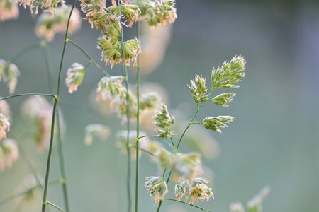 Nature grasses blade of grass photo