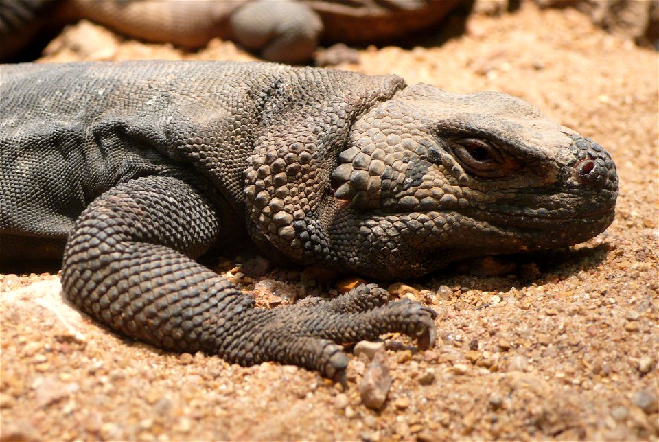 Common Chuckwalla (Sauromalus ater)