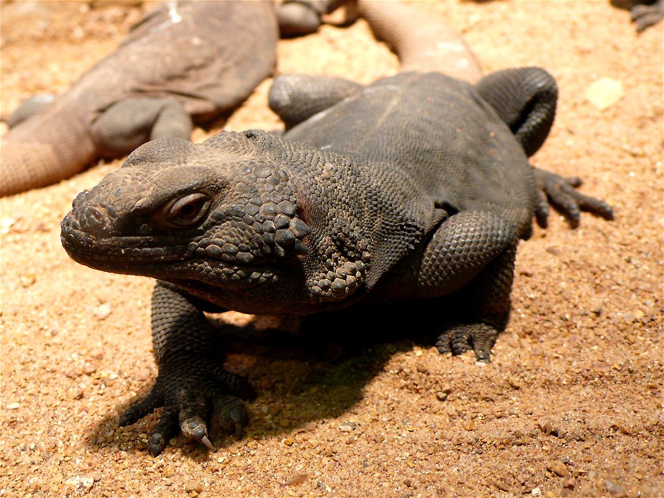 Common Chuckwalla (Sauromalus ater)