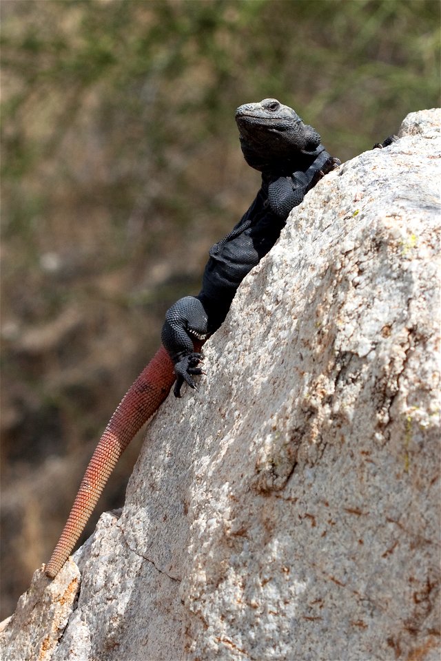 Male Common Chuckwalla (Sauromalus ater) near Phoenix, Arizona