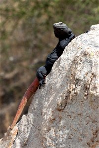 Male Common Chuckwalla (Sauromalus ater) near Phoenix, Arizona