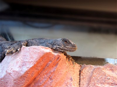 Chuckwalla (Sauromalus obesus) captive at Red Rock Canyon National Conservation Area, Nevada.