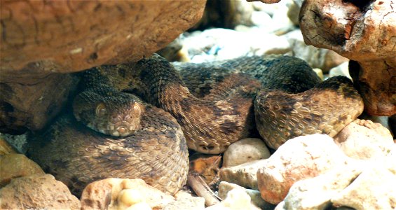 Egyptian saw-scaled viper (Echis pyramidum)