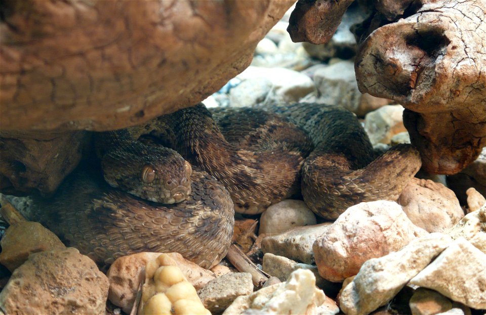 Egyptian saw-scaled viper (Echis pyramidum)