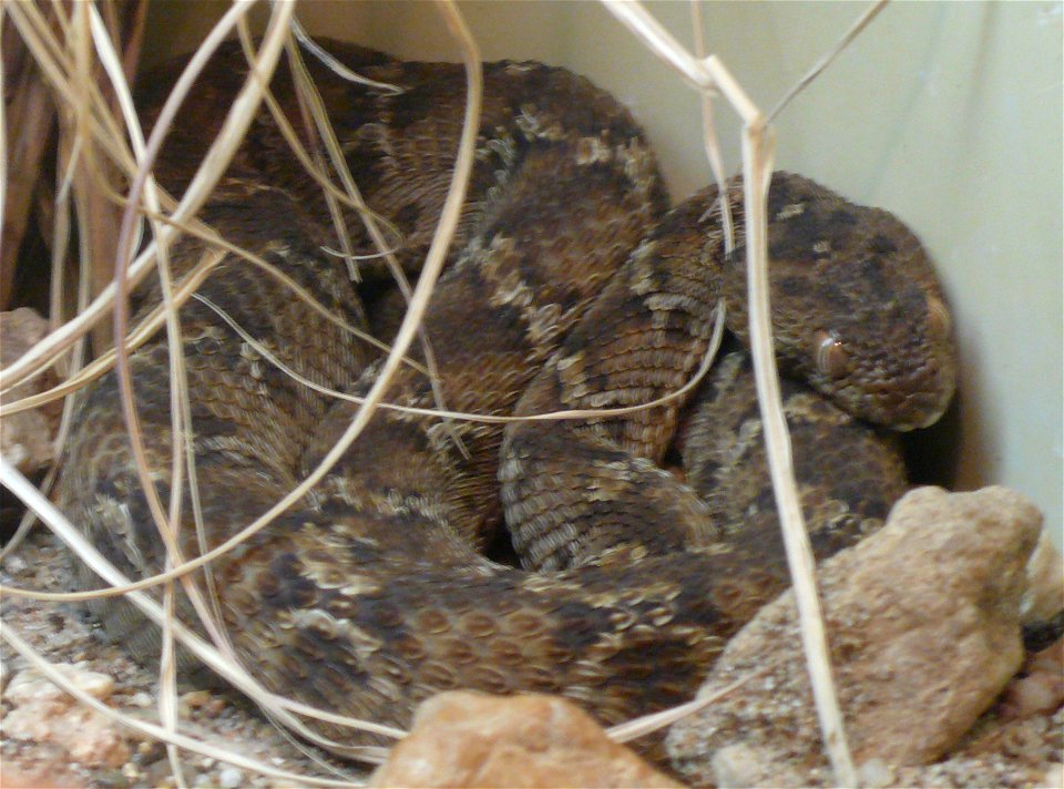 Egyptian saw-scaled viper (Echis pyramidum)