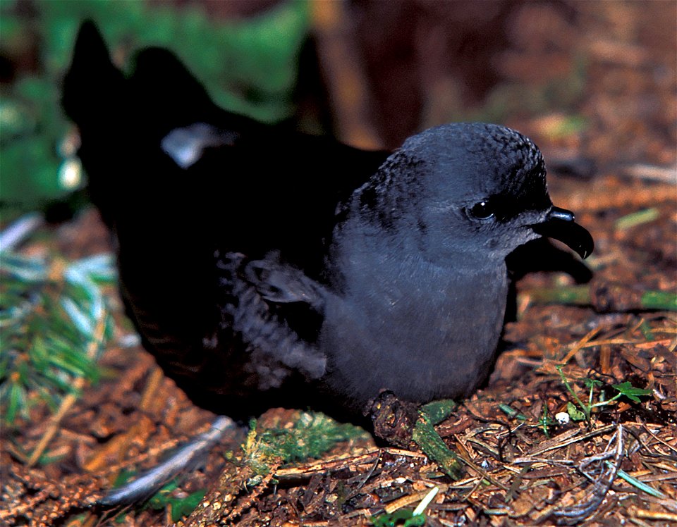 Leach's Storm-petrel (Oceanodroma leucorhoa)