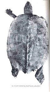 Graptemys pseudogeographica syn. G. lesueurii

 Le Sueur Terrapin, Graptemys Lesueurii
Subject: Turtles
Tag: Reptiles