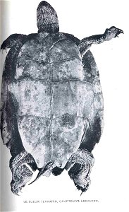 Graptemys pseudogeographica syn. G. lesueurii

 Le Sueur Terrapin, Graptemys lesueurii
Subject: Turtles
Tag: Reptiles